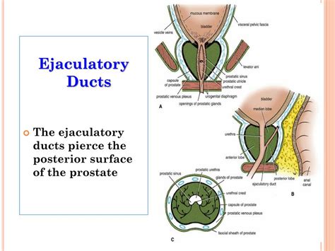 ejaculatory duct diagram|opening of ejaculatory ducts.